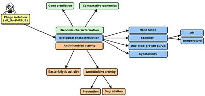 Characterization of a Lytic Bacteriophage vB_SurP-PSU3 Infecting Staphylococcus ureilyticus and Its Efficacy Against Biofilm
